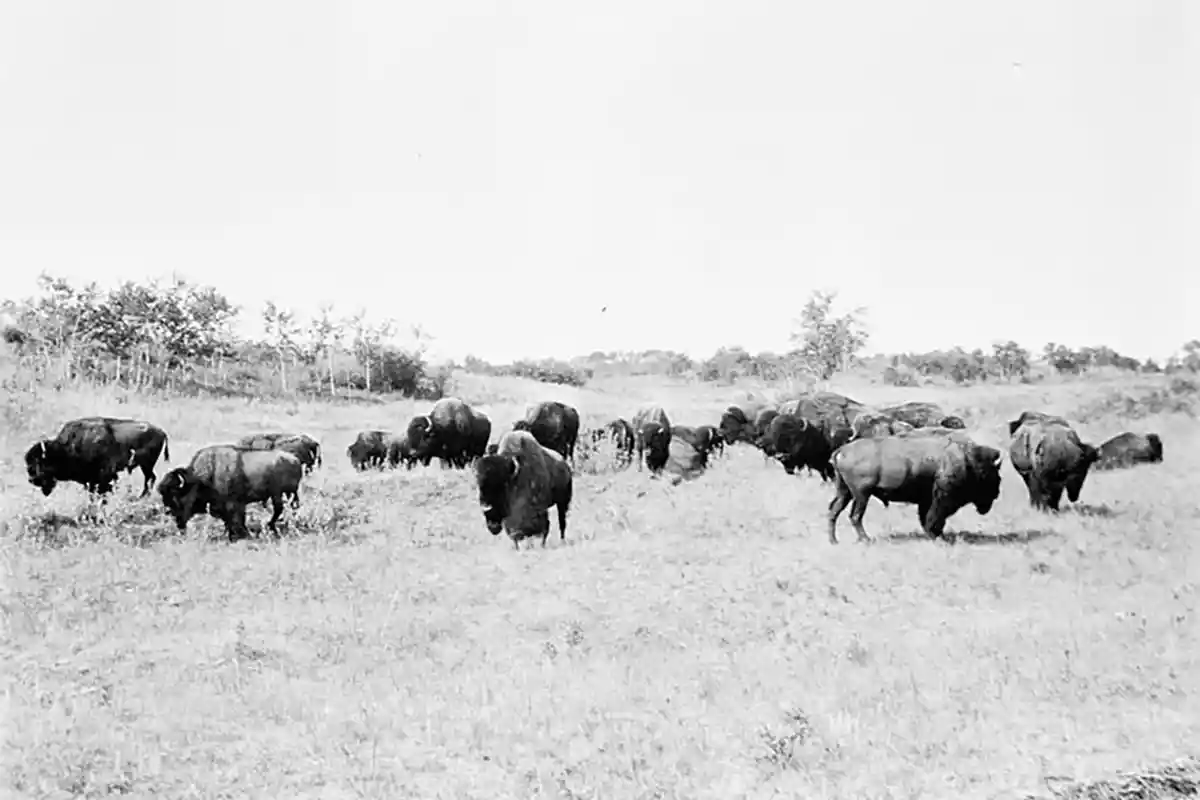 A herd of buffalo, c1900-1910, location unknown, Woodruff, John, 1859-1917