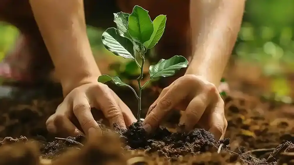 The Xaxli’p Forest Regeneration Incorporates Community Values and Language